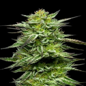 Mountaintop Mint > Humboldt Seed Company